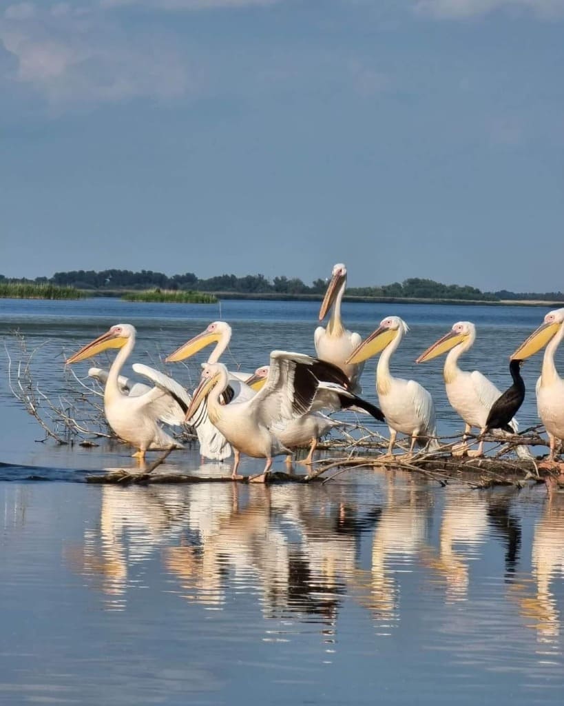 WhatsApp Image 2026-02-01 at 02.19.15-819x1024