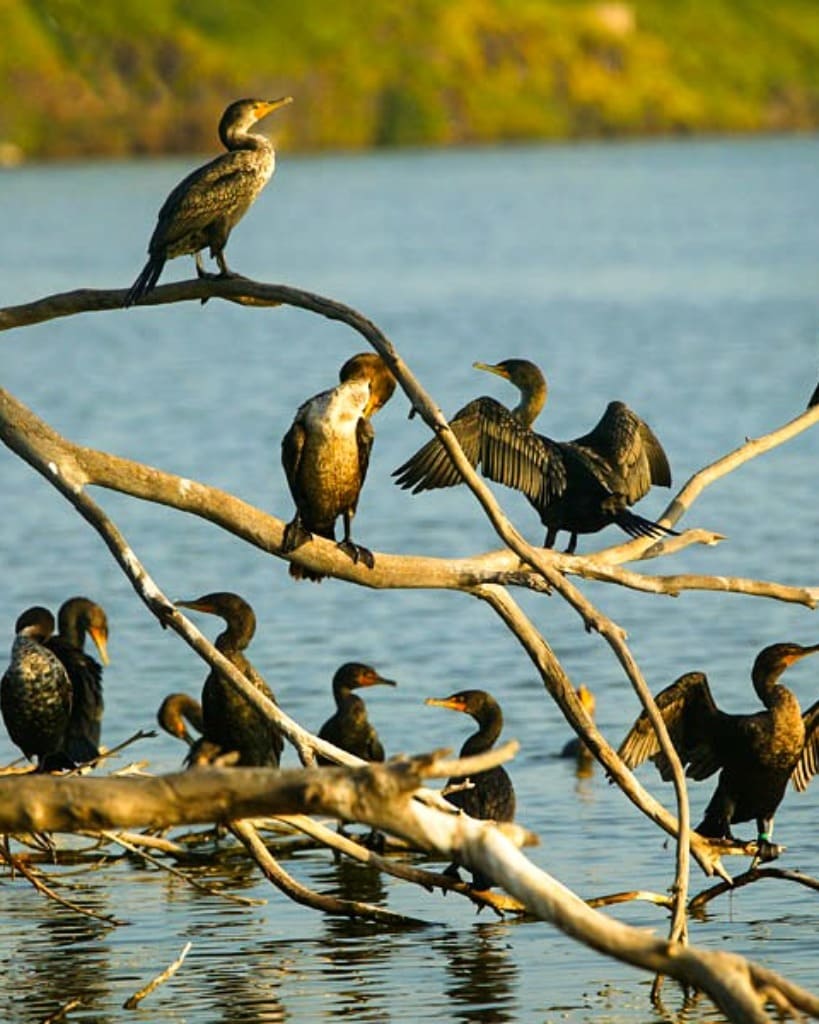 WhatsApp Image 2026-02-01 at 02.20.56-819x1024